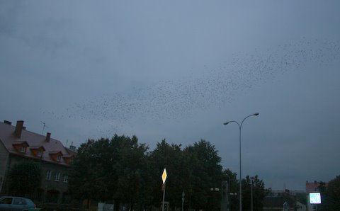IMG_0772