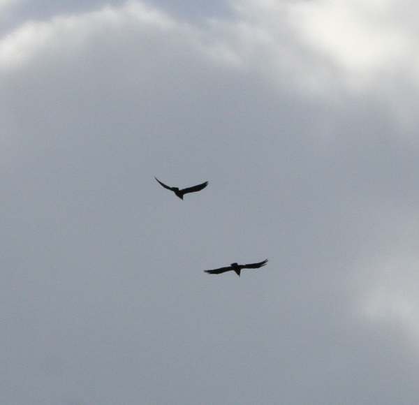 IMG_8851o