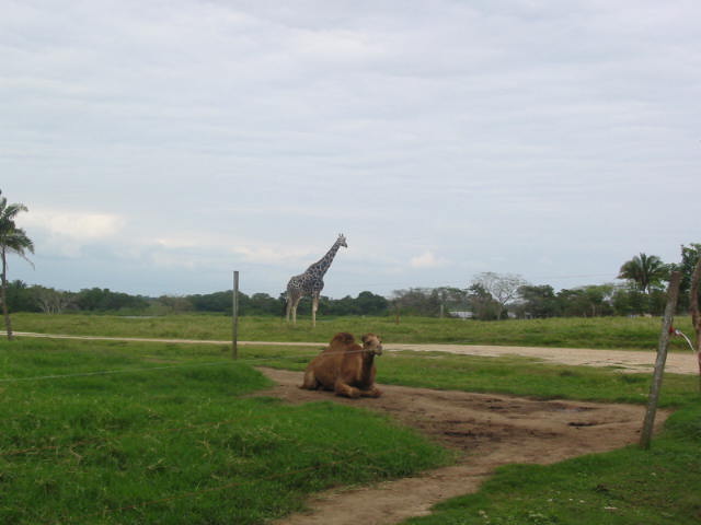 mynd8